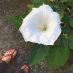 夏だ金魚だ!花の名は?