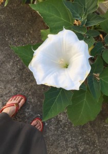 夏だ金魚だ!花の名は?