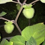 ダチュラ(チョウセンアサガオ)毒性注意