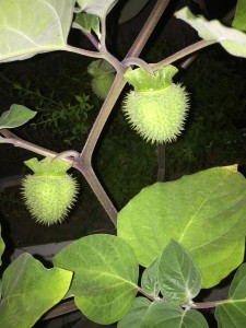 ダチュラ(チョウセンアサガオ)毒性注意