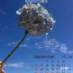 9月の紫陽花