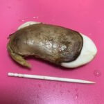 宮崎県産マンゴーの種蒔き、水上発芽 5/21①